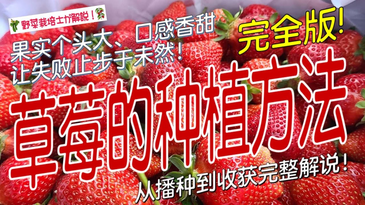 《草莓的种植方法》草莓种植全攻略｜苗木定植、疏花授粉、分株育苗到收获技巧｜阳台家庭种植大果甜草莓必看
