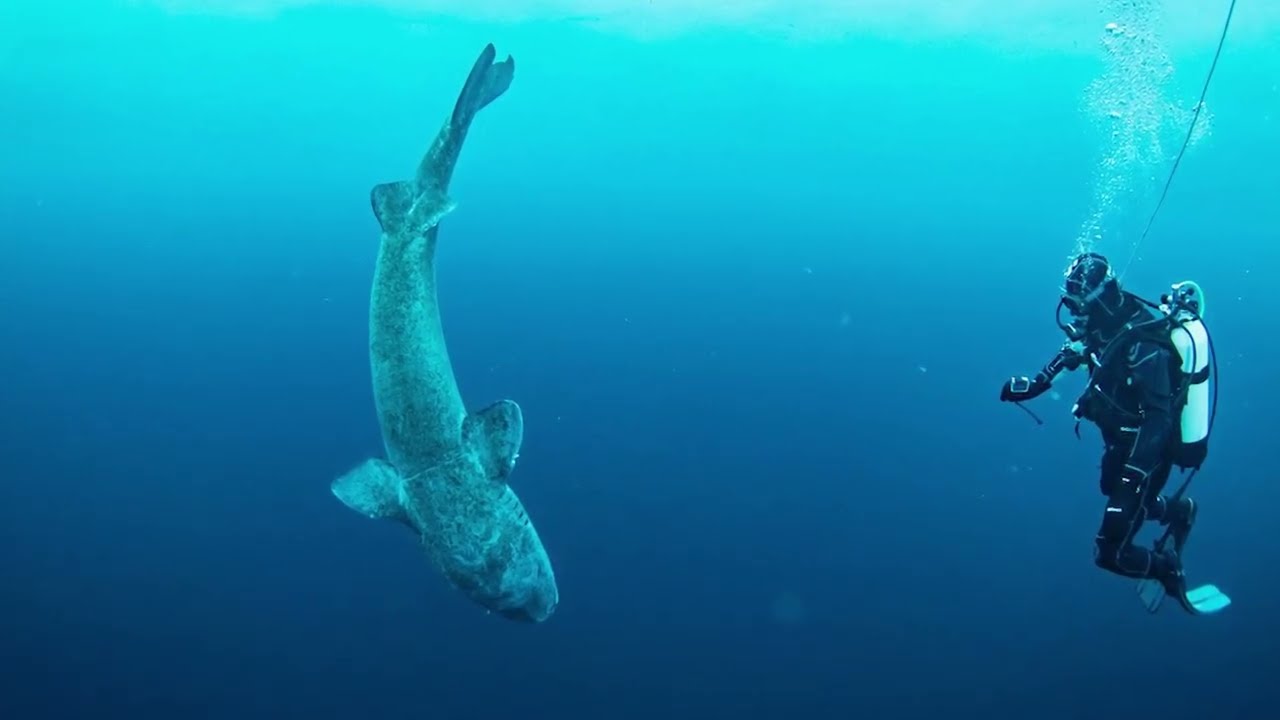 VIDEO INTERVISTA UNISI MISSIONE SQUALO GROENLANDIA