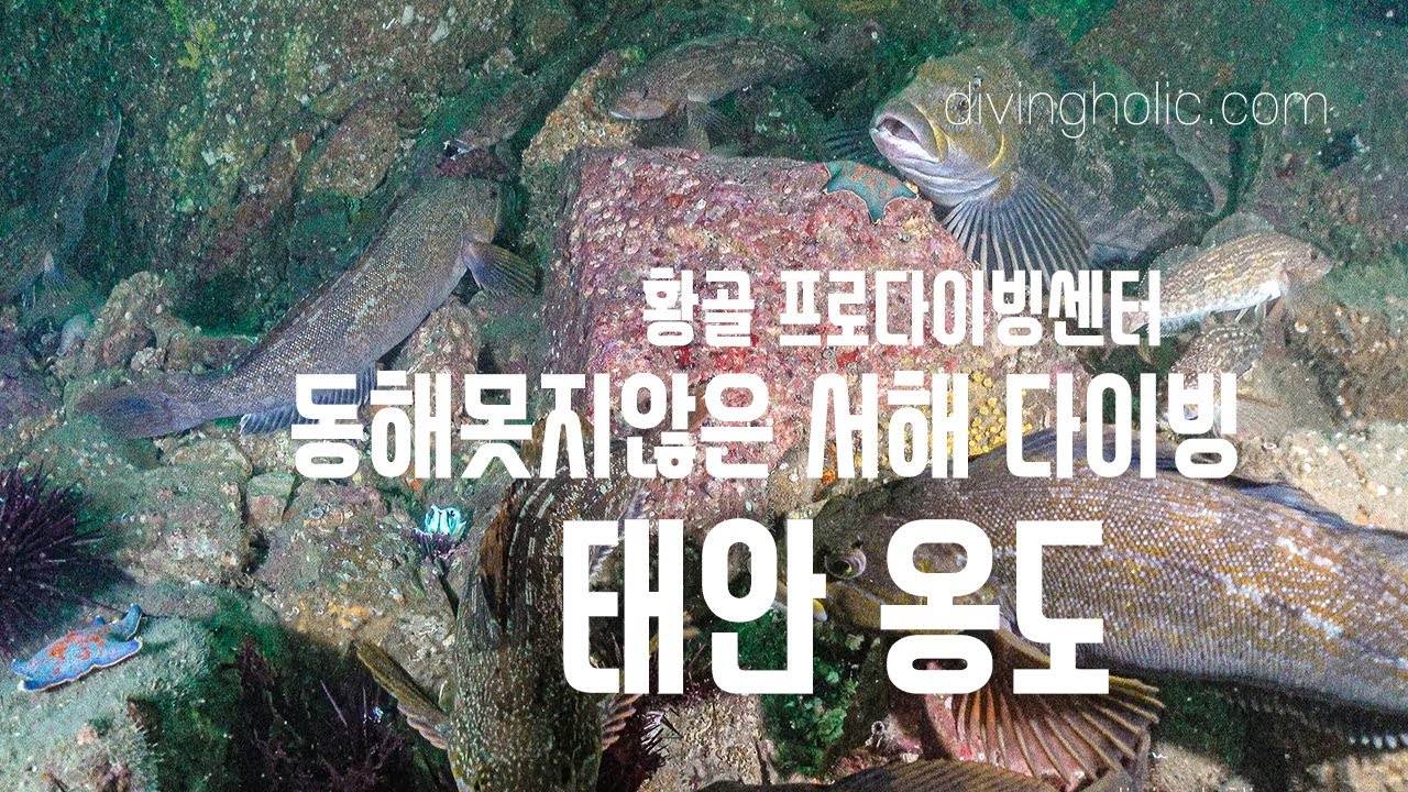 동해 못지않은 서해 태안 옹도의 바닷속 스쿠버 다이빙