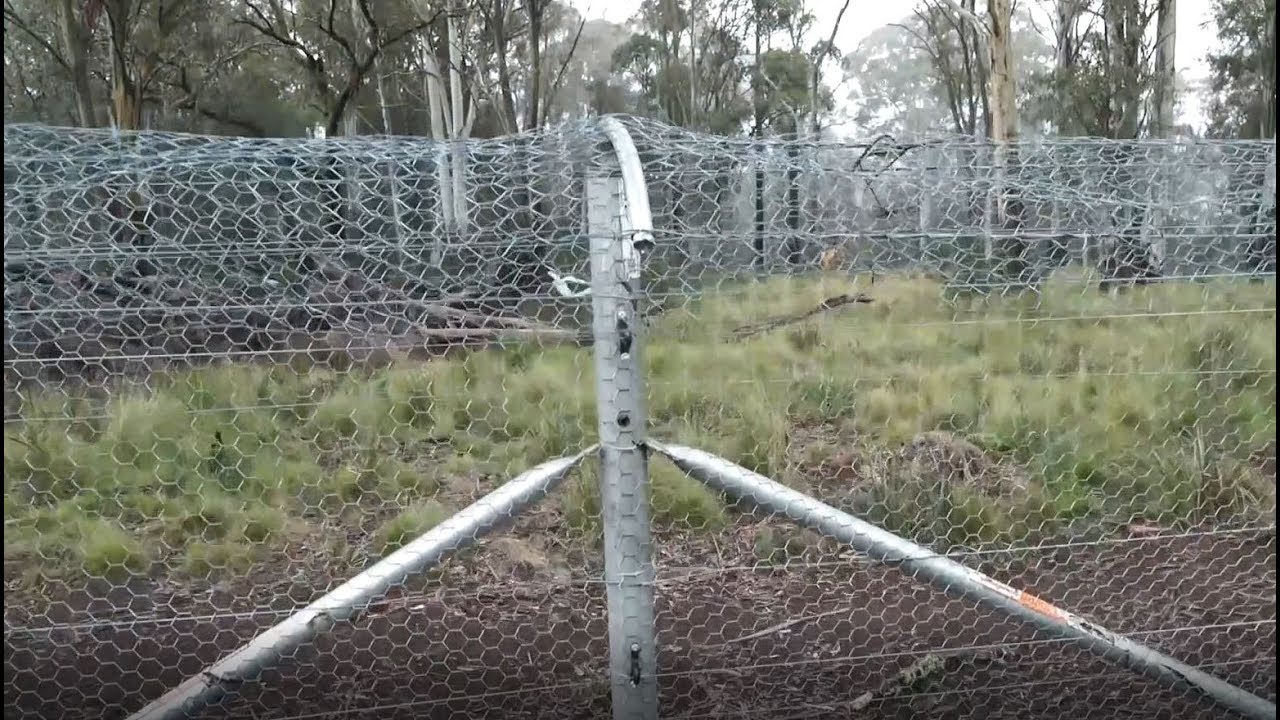 Waratah conservation fencing - Aussie Ark - Australian mammals - short