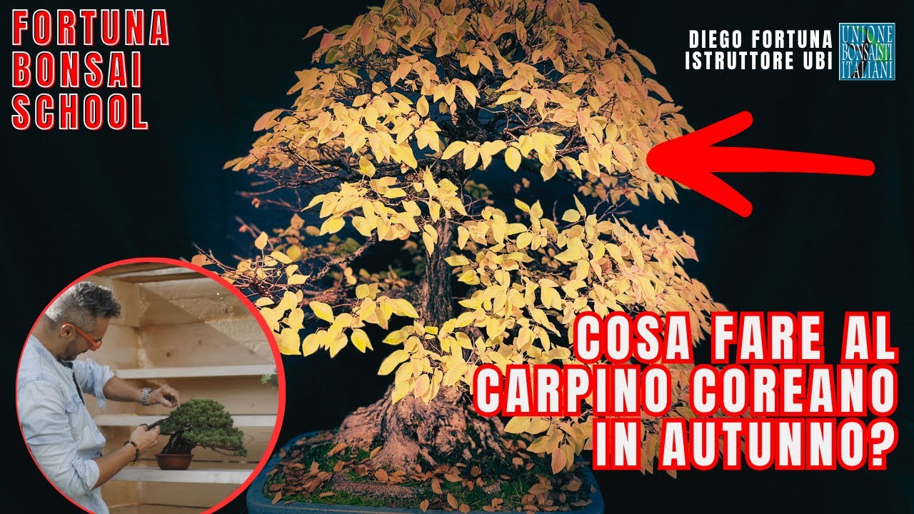Cosa fare al bonsai di Carpino Coreano in Autunno?