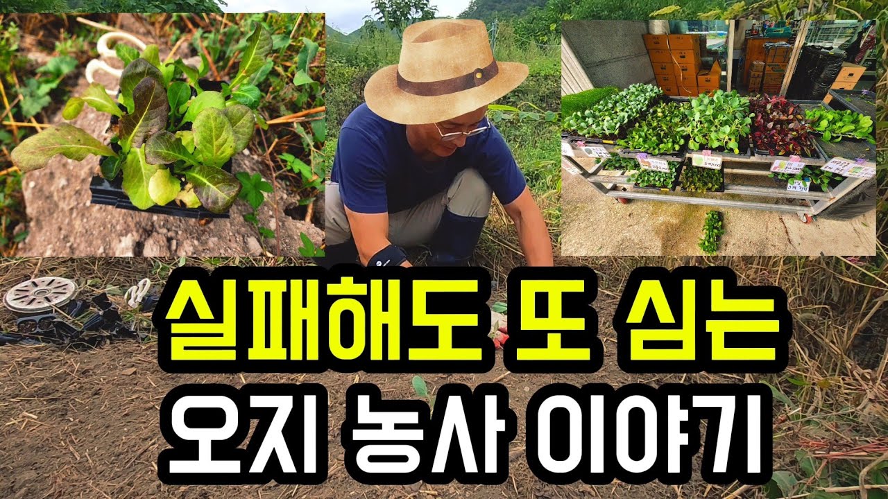 잡초에 지고,,, 또 심는 배추 (배추모종심기,물없는농막,해물우동,부추전) #짠내농막 #농막생활 #5도2촌 #개인캠핑장
