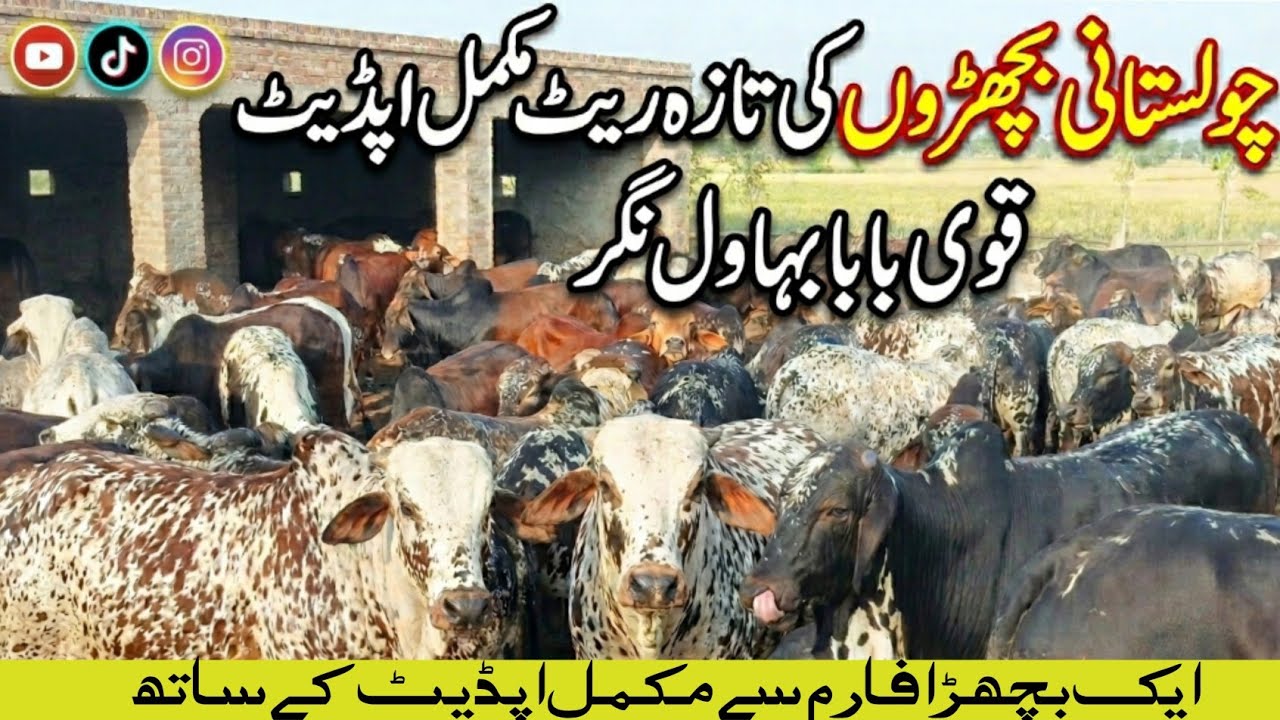 Cholistani Bachray Latest Rates 2026-27 Qavi Baba Bahawalnagar Farm Update Qurbani Best Calves Price