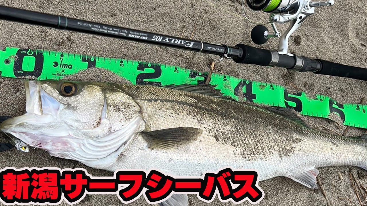 VOL.89 新潟サーフシーバス ２０２４　#新潟釣り