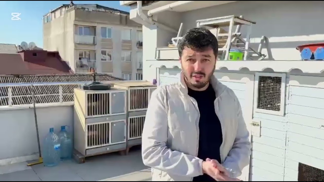 KÜMESİMİZDE SON DURUMLAR BÜYÜYEN YAVRULAR YAVRU UÇUMU HAZIR KUŞ UÇUMU İYİ SEYİRLER 