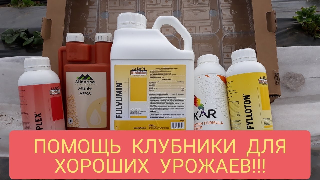 ПОМОЩЬ КЛУБНИКИ ВЕСНОЙ ДЛЯ ХОРОШЕГО УРОЖАЯ!