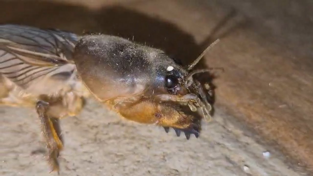 Mole Cricket 