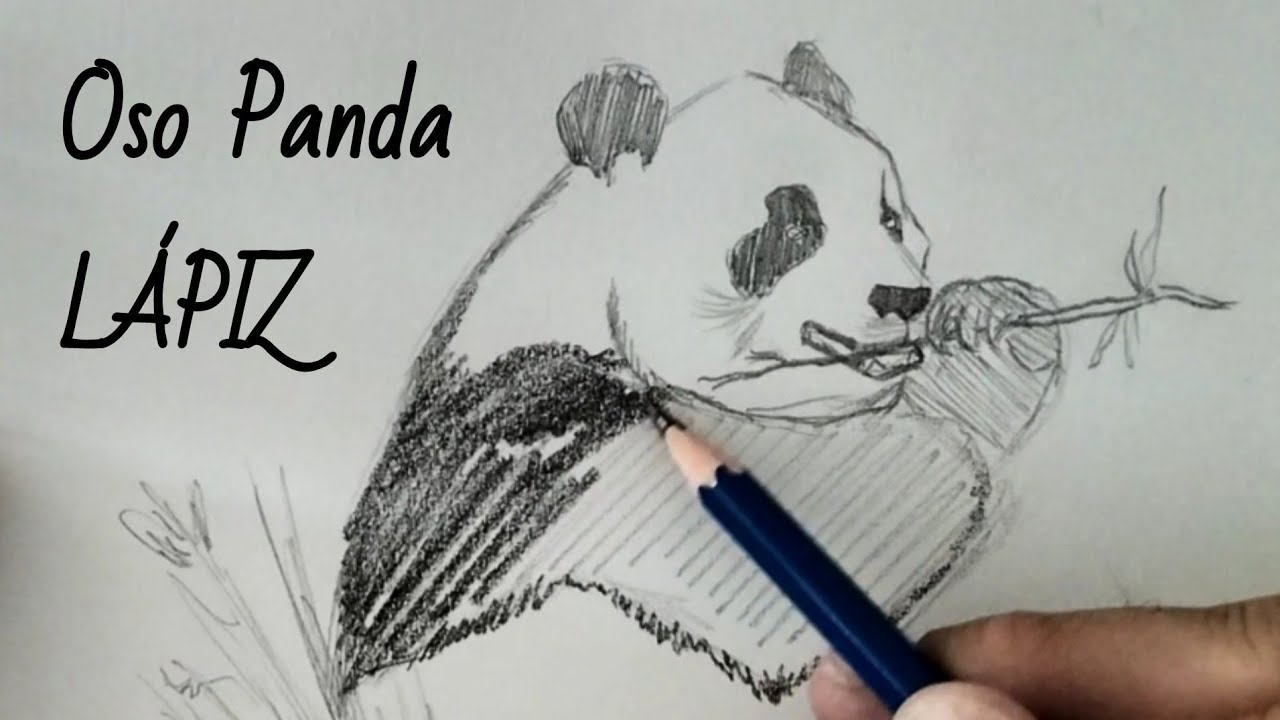 #27 Dibujo rápido Oso Panda 🐼 Panda Bear | Dibujar con Lapiz