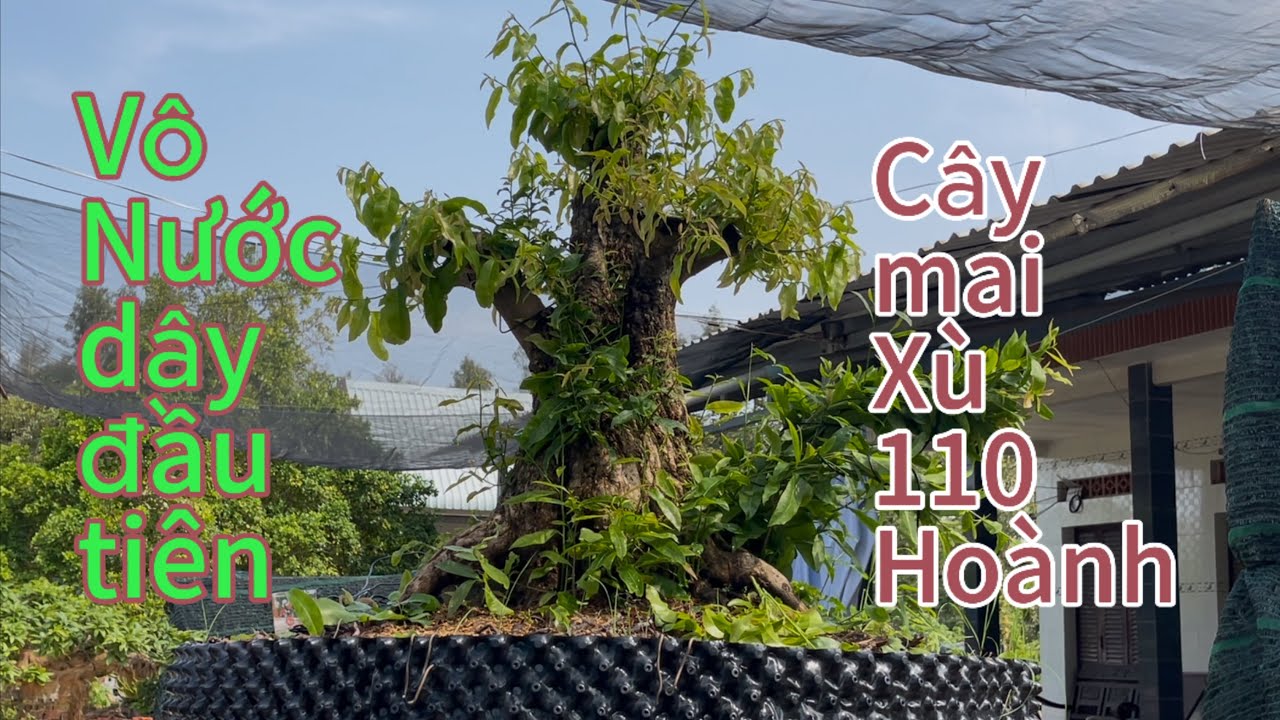 Cắt chỉnh sửa vô dây,định hình cho cây mai xù bonsai 110 hoành