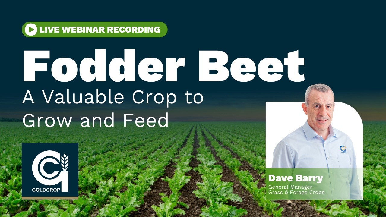 Fodder Beet Webinar | Variety Guide for Dairy, Beef and Tillage Farmers