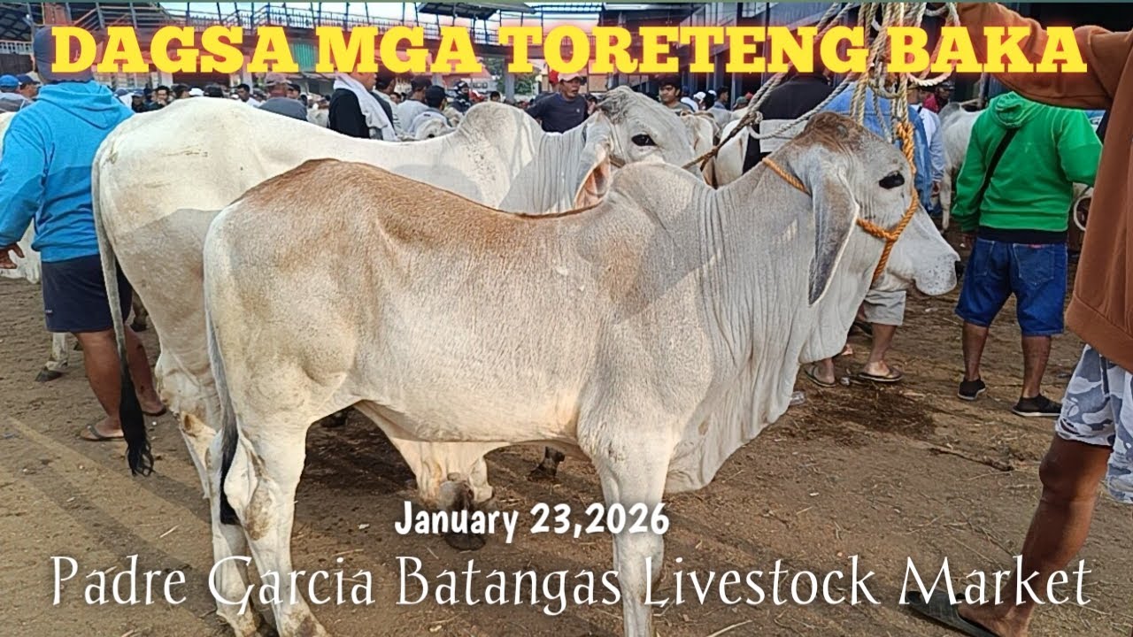 Mga Toreteng Baka Dagsa ngayon! Padre Garcia Batangas