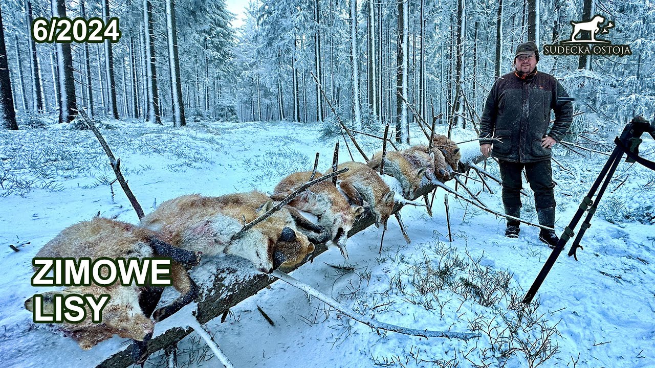 Zimowe lisy! - SUDECKA OSTOJA 6/2024  Fox Hunting Hunt in Poland