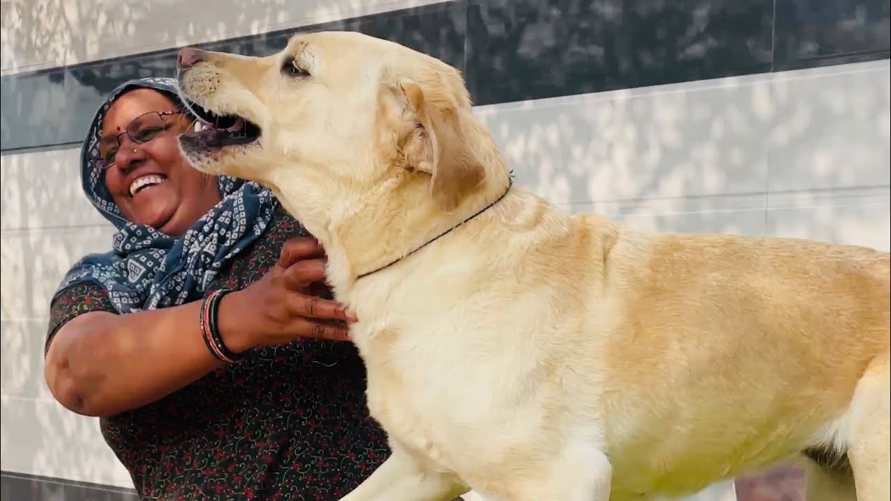 Mum is tired after long day. But Jimmy need his cuddles. Watch how gets her loving from Mum.