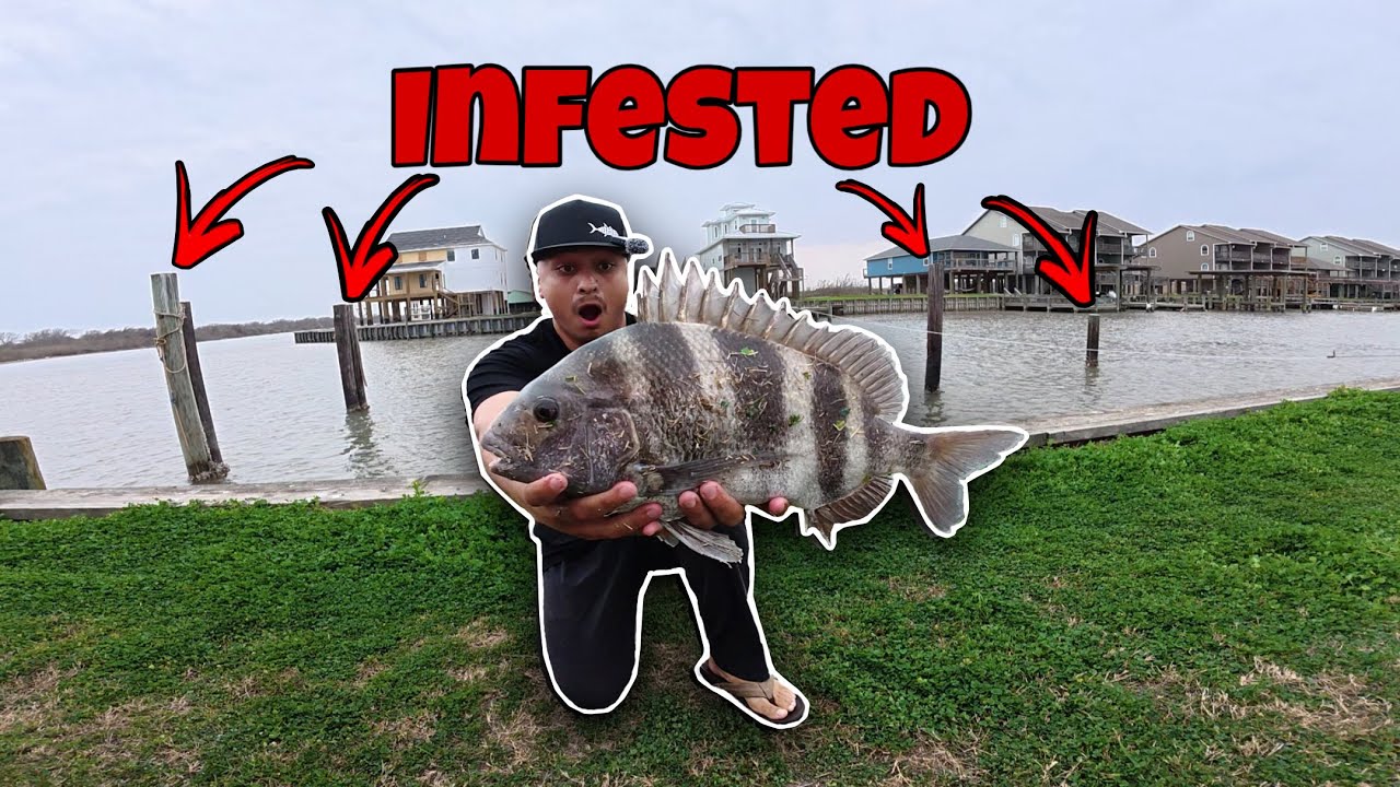 Pilings Were Loaded… Sheepshead Everywhere