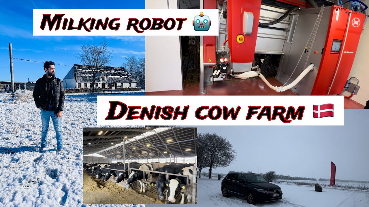 Denmark’s cow farm 🇩🇰🐄 !! Milking robot !! Milk production in Denmark॥Denmark’s robotic cow farm॥