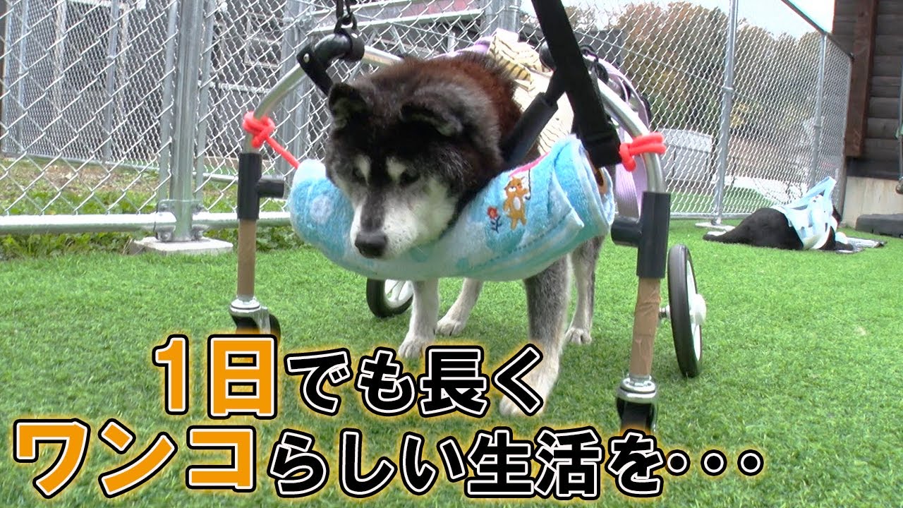 ワンちゃんの気持ちを一番に・・・