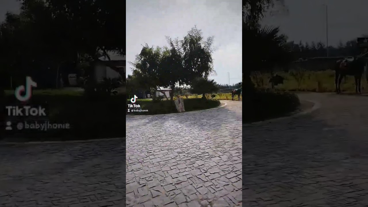 Welcome to YASMIN FARM at Al Wafra, Kuwait #short  #outdoors #farm #kuwait