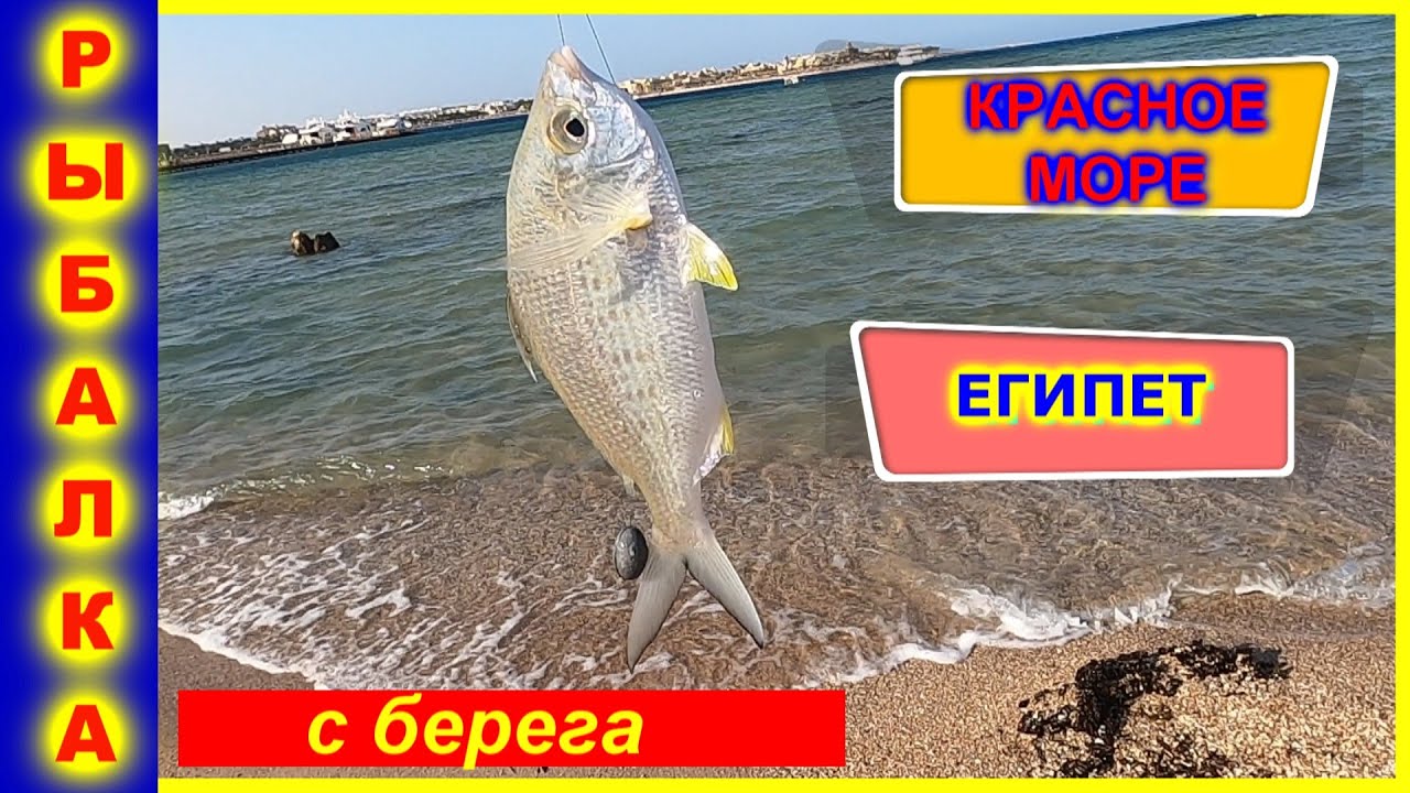 Рыбалка в Египте на удочку с берега🐠Как поймать много рыбы🐠Лучшая наживка для ловли🐠Fishing in Egypt