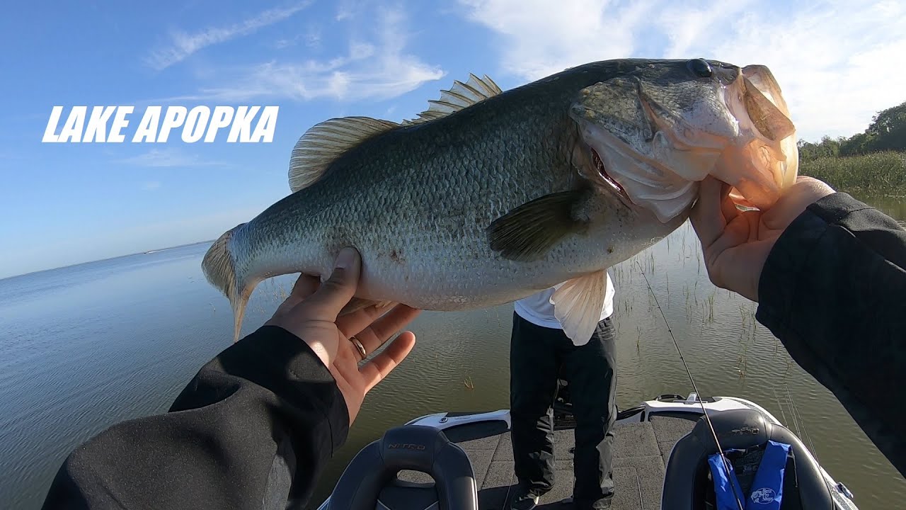 Harris Chain of Lakes - Lake Apopka March Bass Fishing