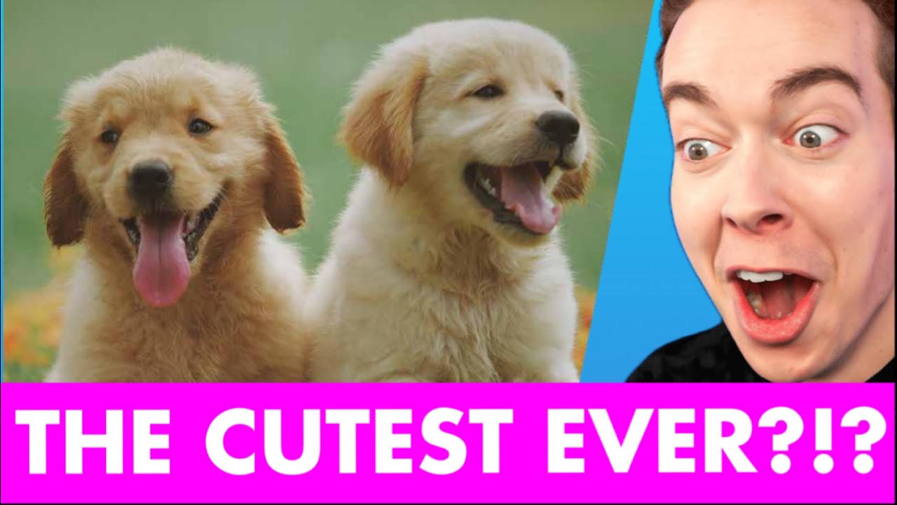 CUTEST dogs and cats on tik tok EVER?!?!