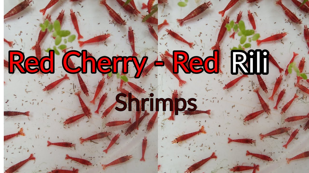 Red Cherry Shrimps | Red Rili Shrimps | New Ishan Aquarium
