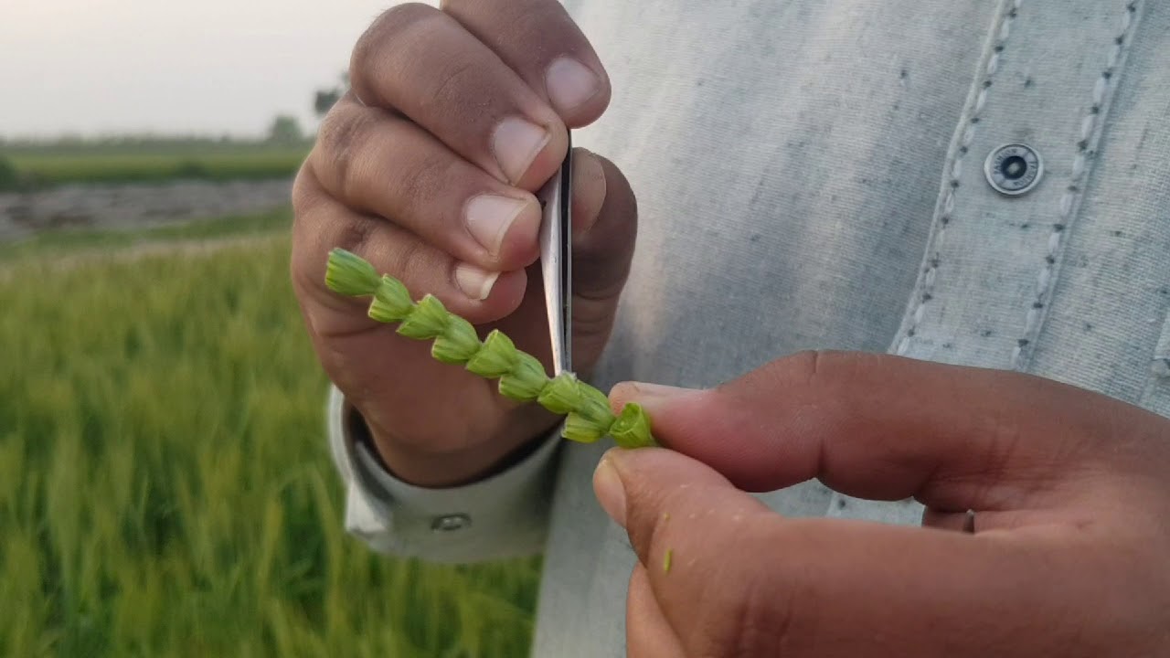 Selfing and Crossing Techniques in Wheat (Triticum aestivum L.)