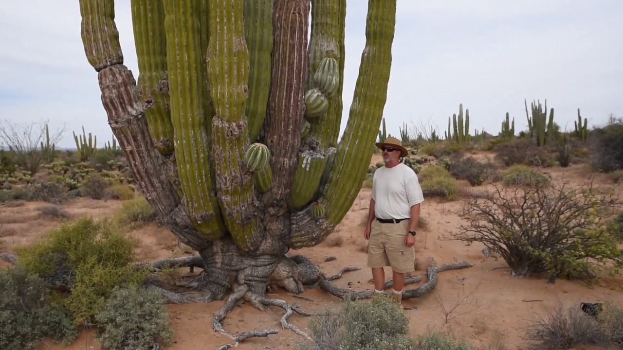 Cardon, the world's largest cactus.
