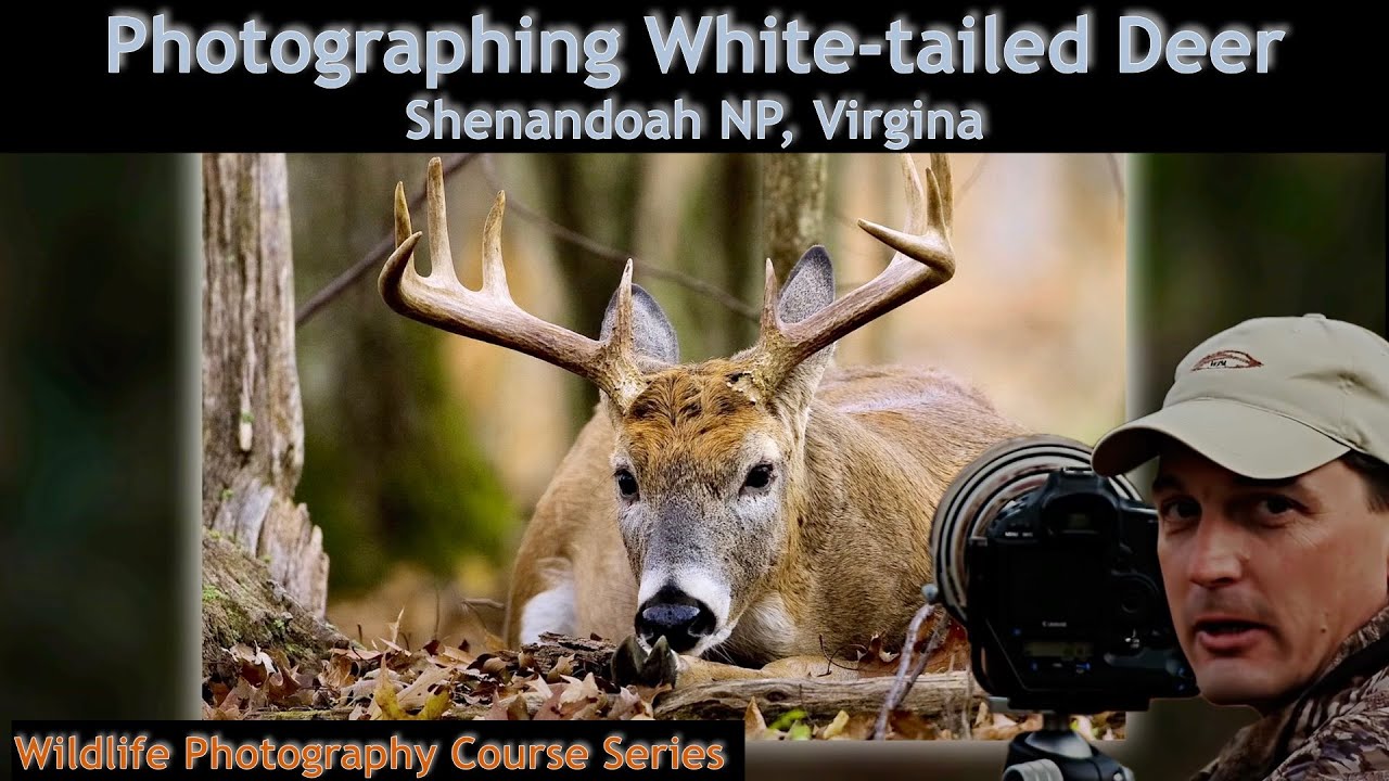 How To Photograph Deer In Shenandoah National Park