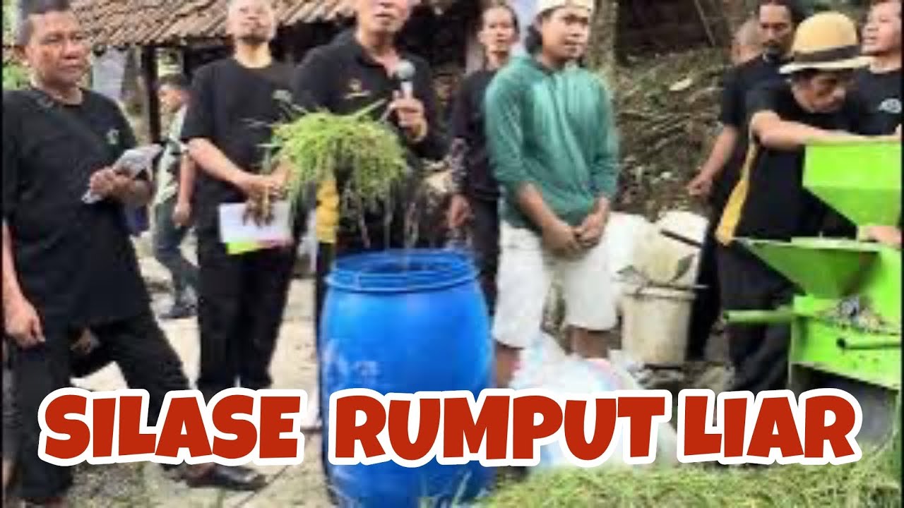 Silase Rumput Liar #bayudiningrat #bayudiningrat  #bayusehatmandiri #pertanian