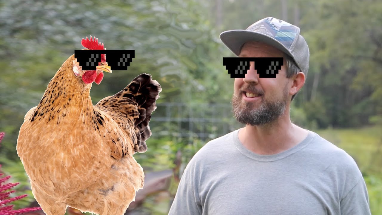 How To Incorporate Chickens In Your Garden (Without Them Actually Being In Your Garden)