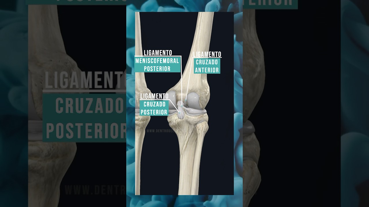 LIGAMENTOS DE LA RODILLA. 