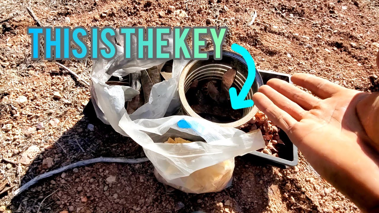 The Simple Cheat Code To A Desert Food Forest