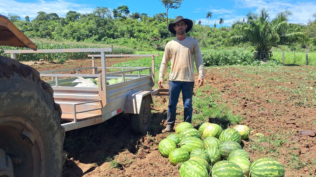 Dia de colheita de melancia e preparando o solo, com trator Valmet #trator #roça #melancia 🍉🚜