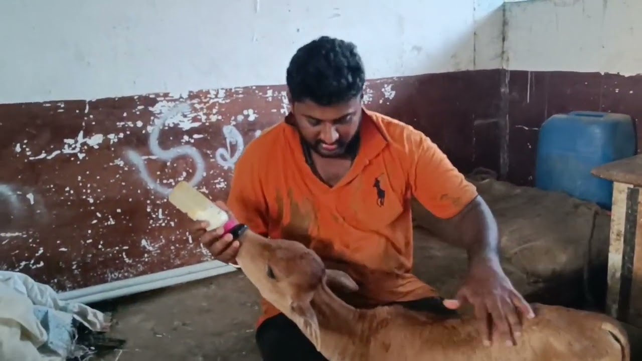 #gauseva