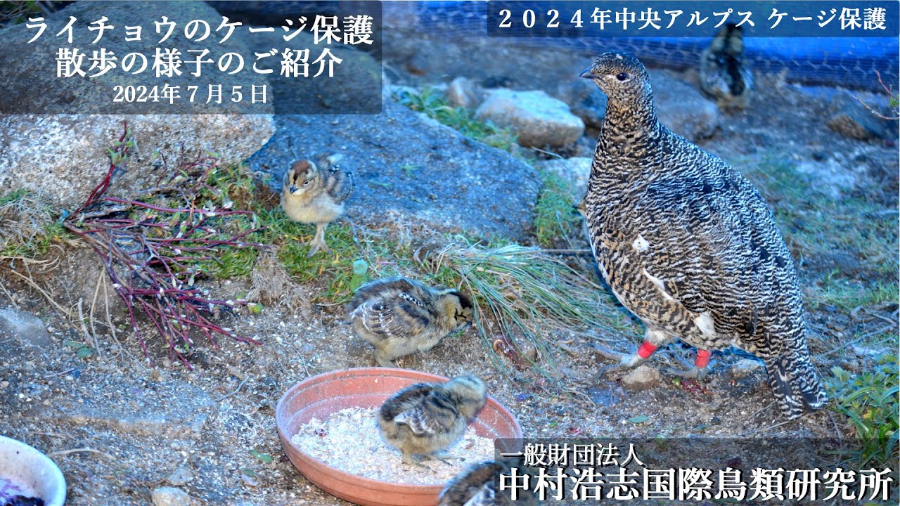 2024年、中央アルプス 木曽駒ケ岳 ライチョウのケージ保護活動の様子をご紹介します。