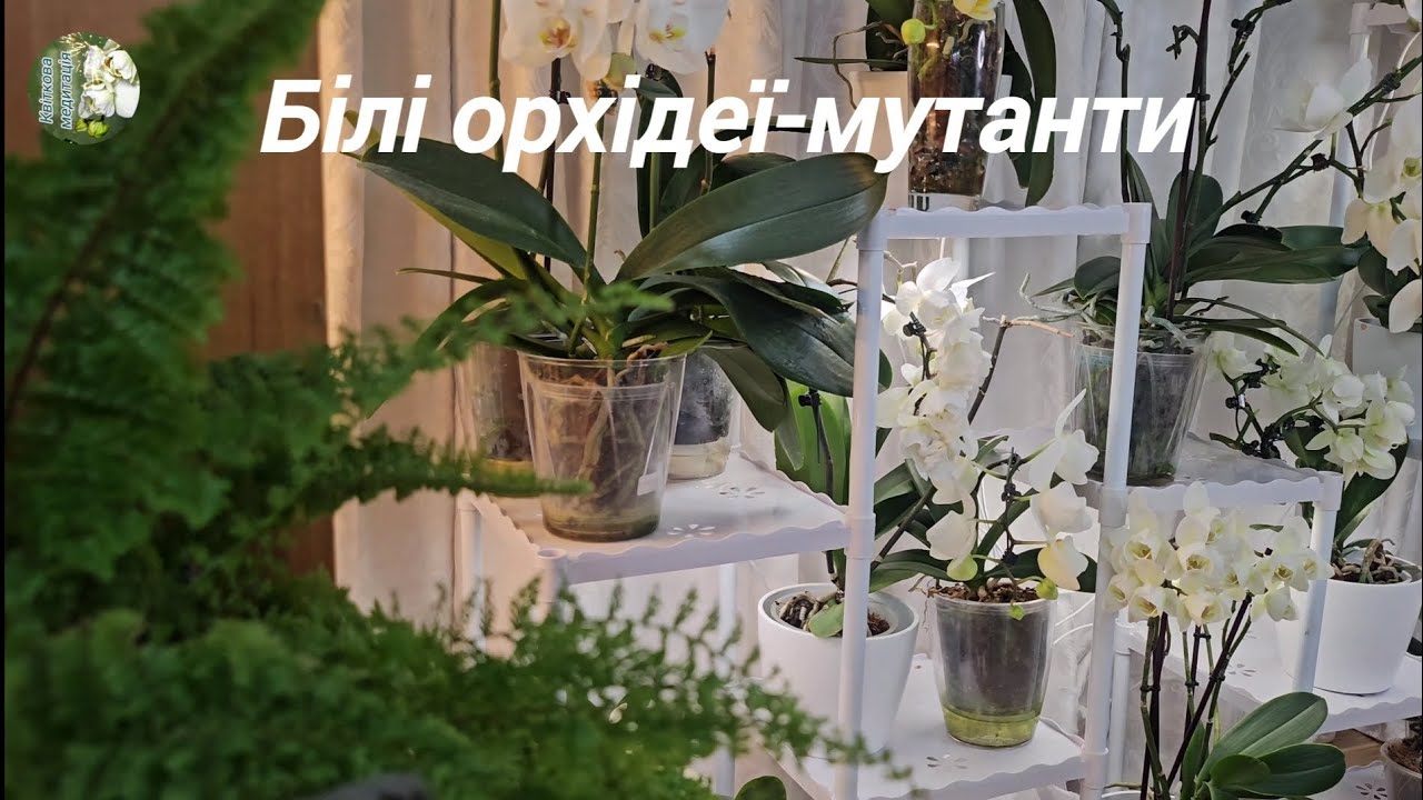 Білі орхідеї-мутанти | Метелики, триліпси, пелори | Квіткова медитація