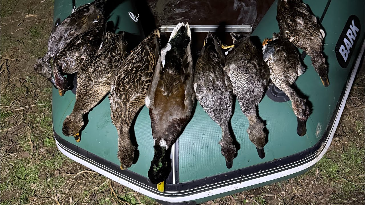 🦆 იხვზე ნადირობა,საღამოს შედეგიანი გადაფრენა🦆