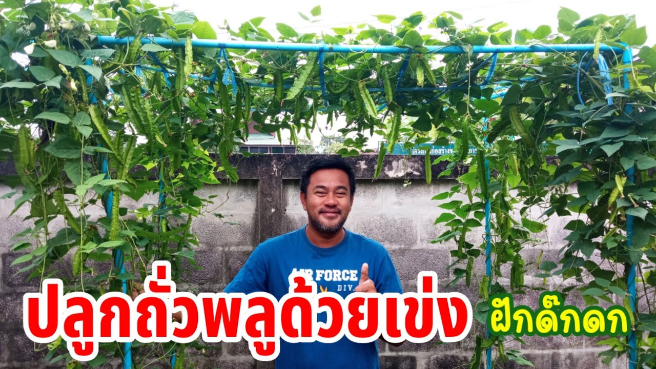 ปลูกถั่วพลูด้วยเข่ง ฝักดกมาก เก็บกินไม่ทัน | ไอเดียปลูกถั่วฝักยาวด้วยเข่ง | ค้างผักจากท่อ PVC