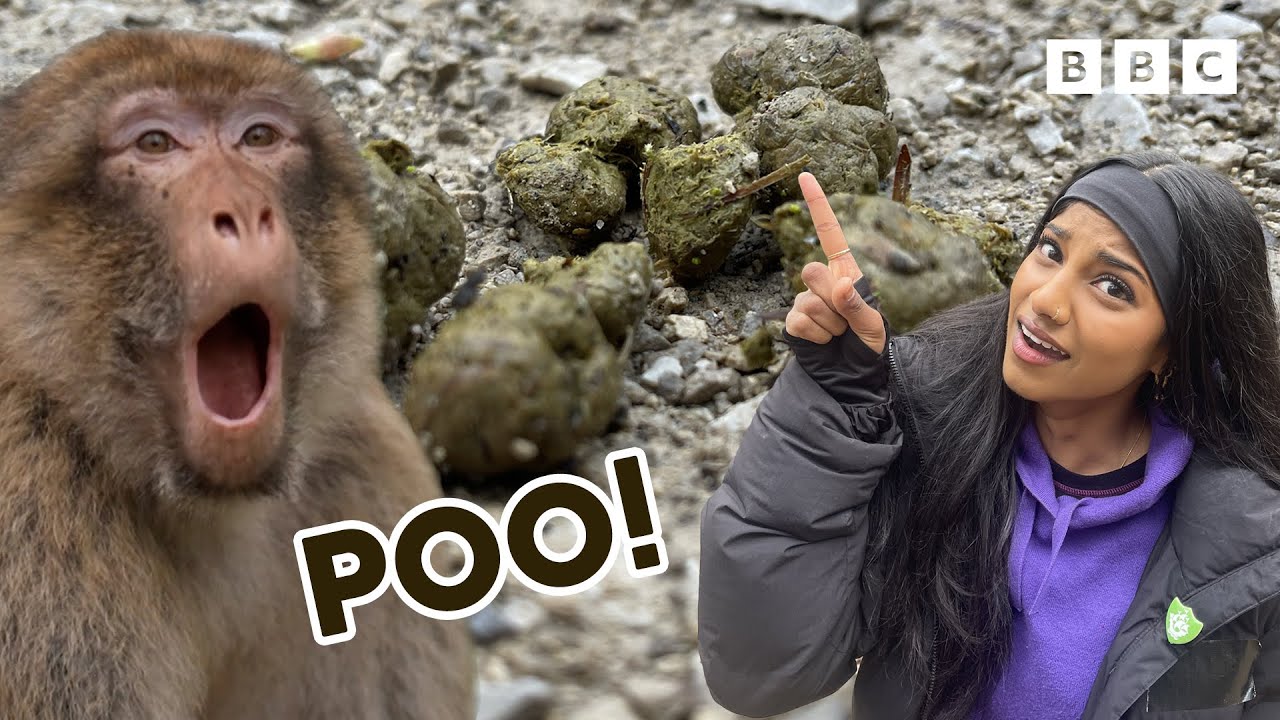 Poo Patrol at Monkey Forest! Behind the Scenes on the Grossest Job 🤢💩