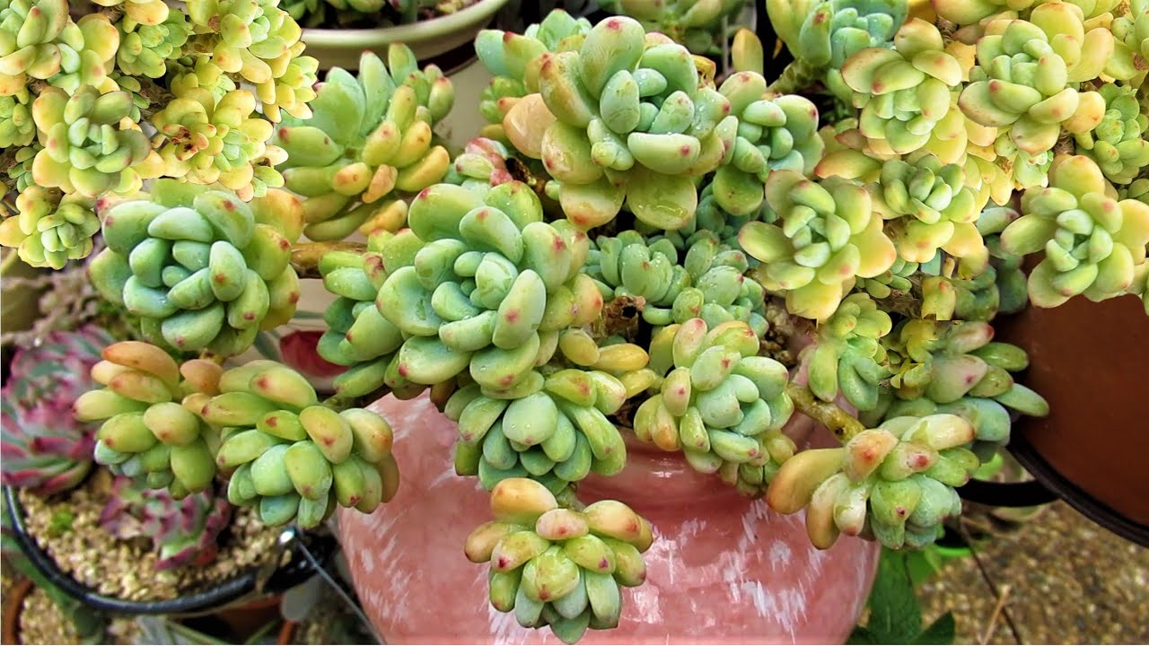 HOW TO Grow SEDUM CLAVATUM, Propagate, Pot-up & Water | GSwLizK