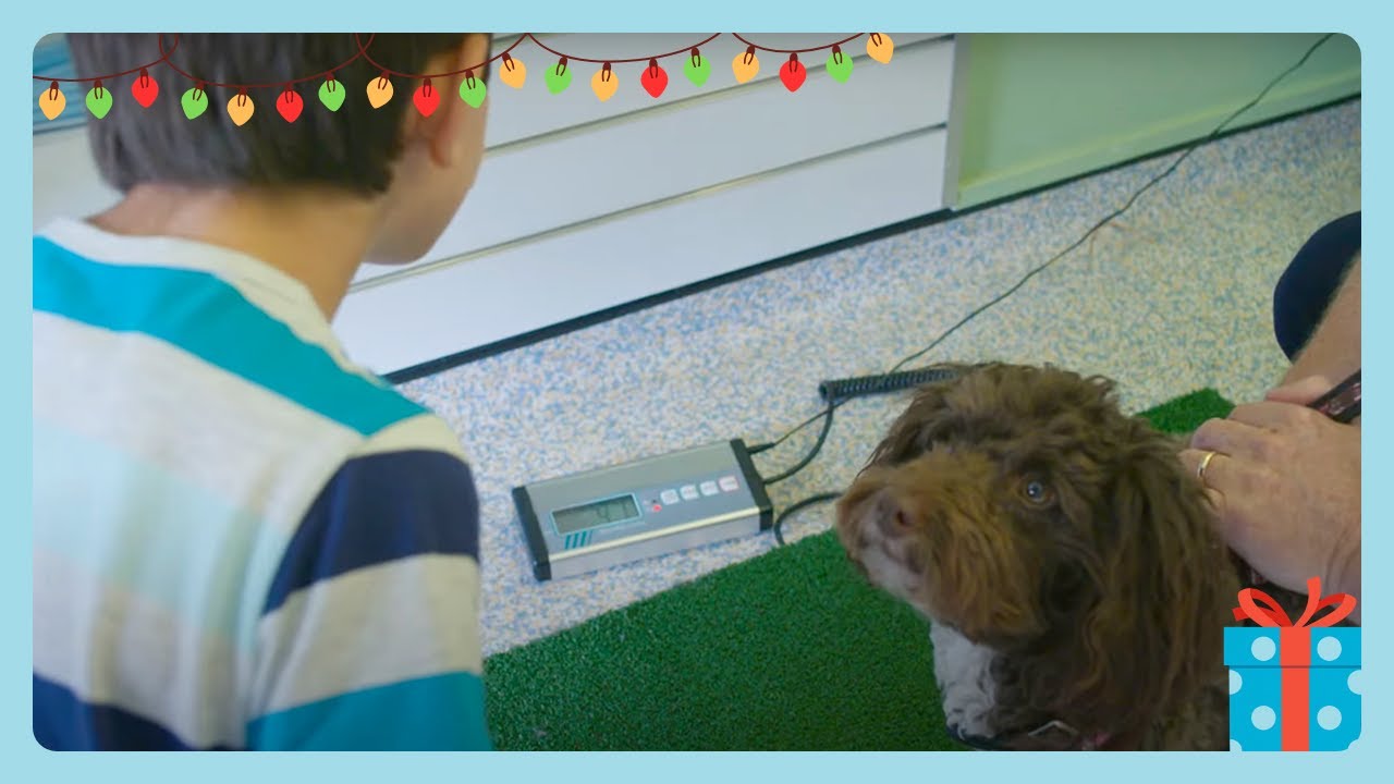 Chien mignon | Topsy et Tim en Français | Compilation d'Épisodes Complets | WildBrain Enfants