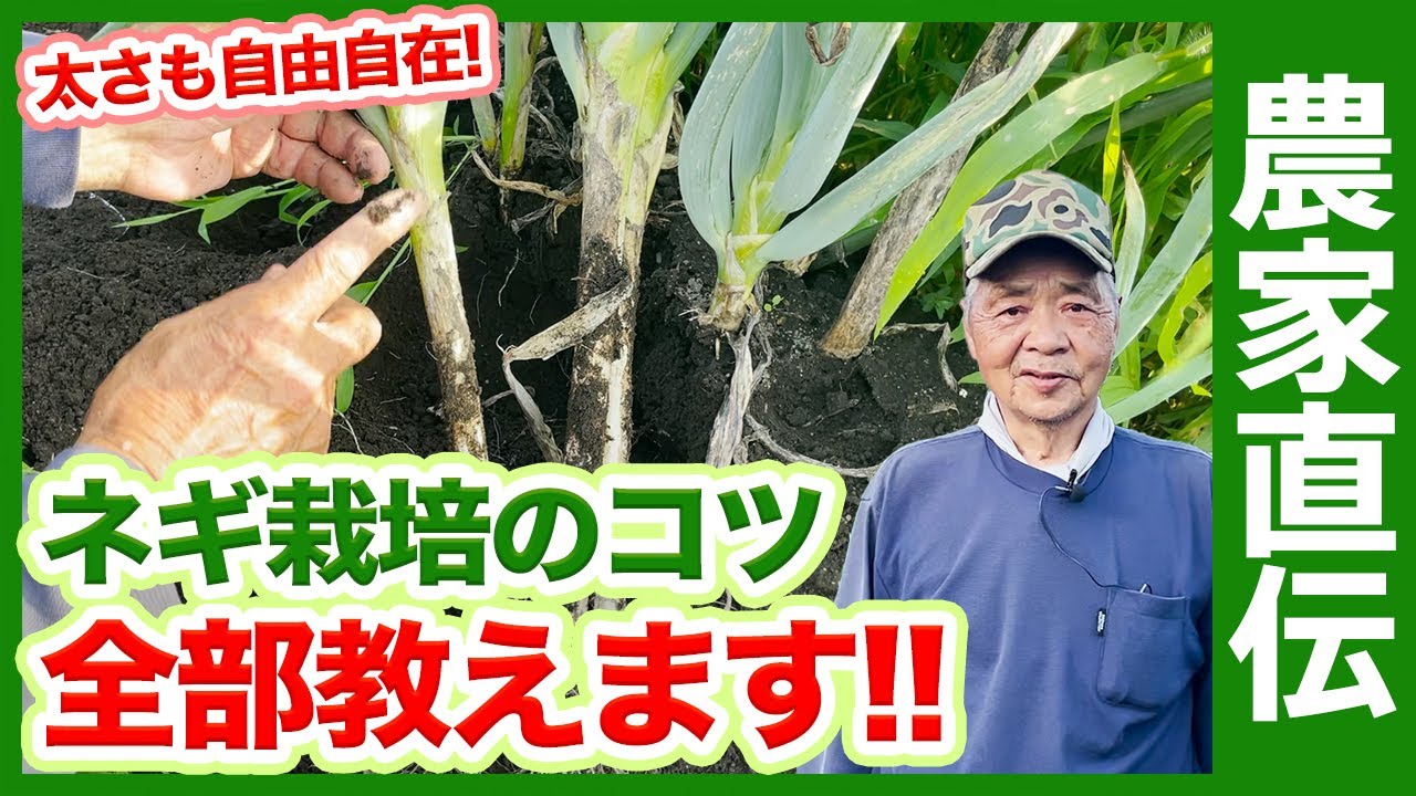 家庭菜園で使える！栽培歴30年ベテランのネギ栽培のコツ！葱栽培は敷き藁を上手く使おう【農家直伝】