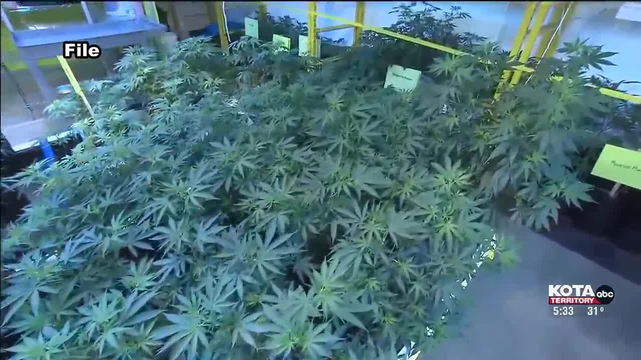 Possibility of recreational marijuana becoming legal is creating some mixed feelings