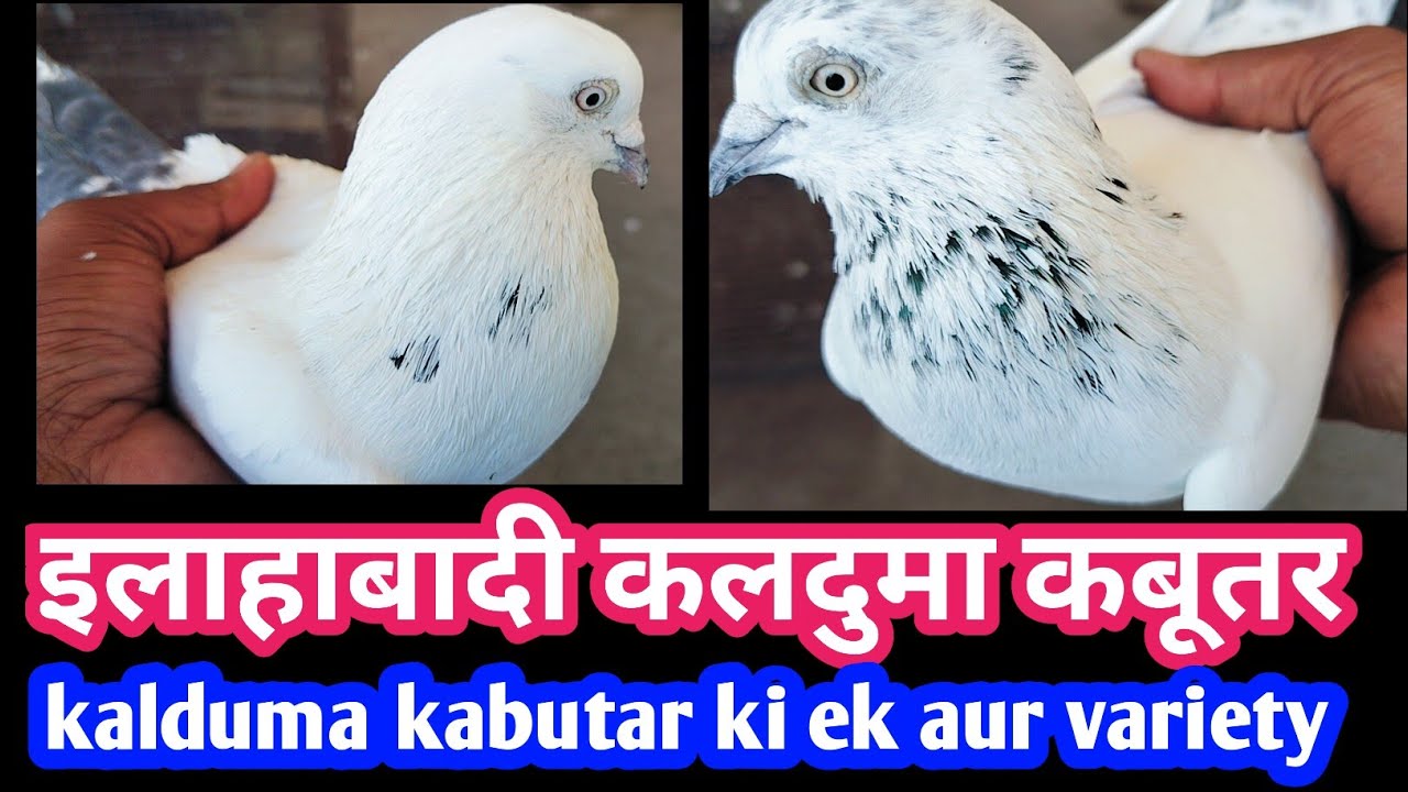 Allahabadi  fulsira Kalduma Kabutar ! 🕊️ Kalduma kabutar ❤️ //  # Indian desi pigeon video# pigeon