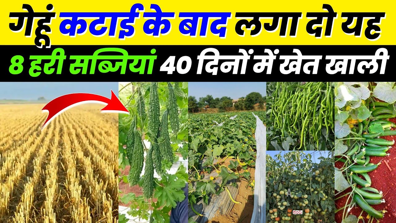 गेहूं कटाई के बाद लगाएं यह 8 सब्जी | Gehun katai ke bad lagaen yah sabji🌱garmiyon me sabji ki kheti
