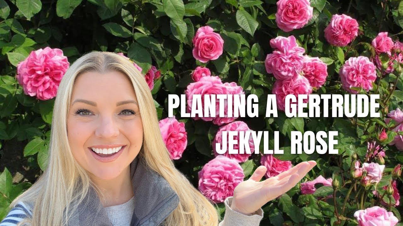 Planting a David Austin Gertrude Jekyll Rose! 🌹💗🌹 :: Planting Bare Root Roses