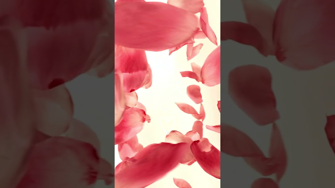 Лепестки роз в водовороте. SlowMotion