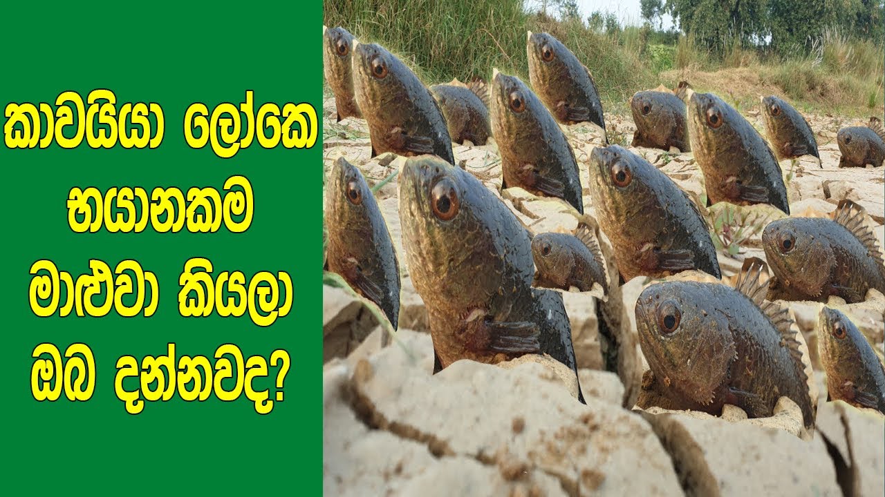 කාවයියා මේ ලෝකෙ භයානකම මාළුවා වෙන්නේ ඇයි කියලා ඔබ දන්නවද? | 7 Animal Facts You Didn't Know Before