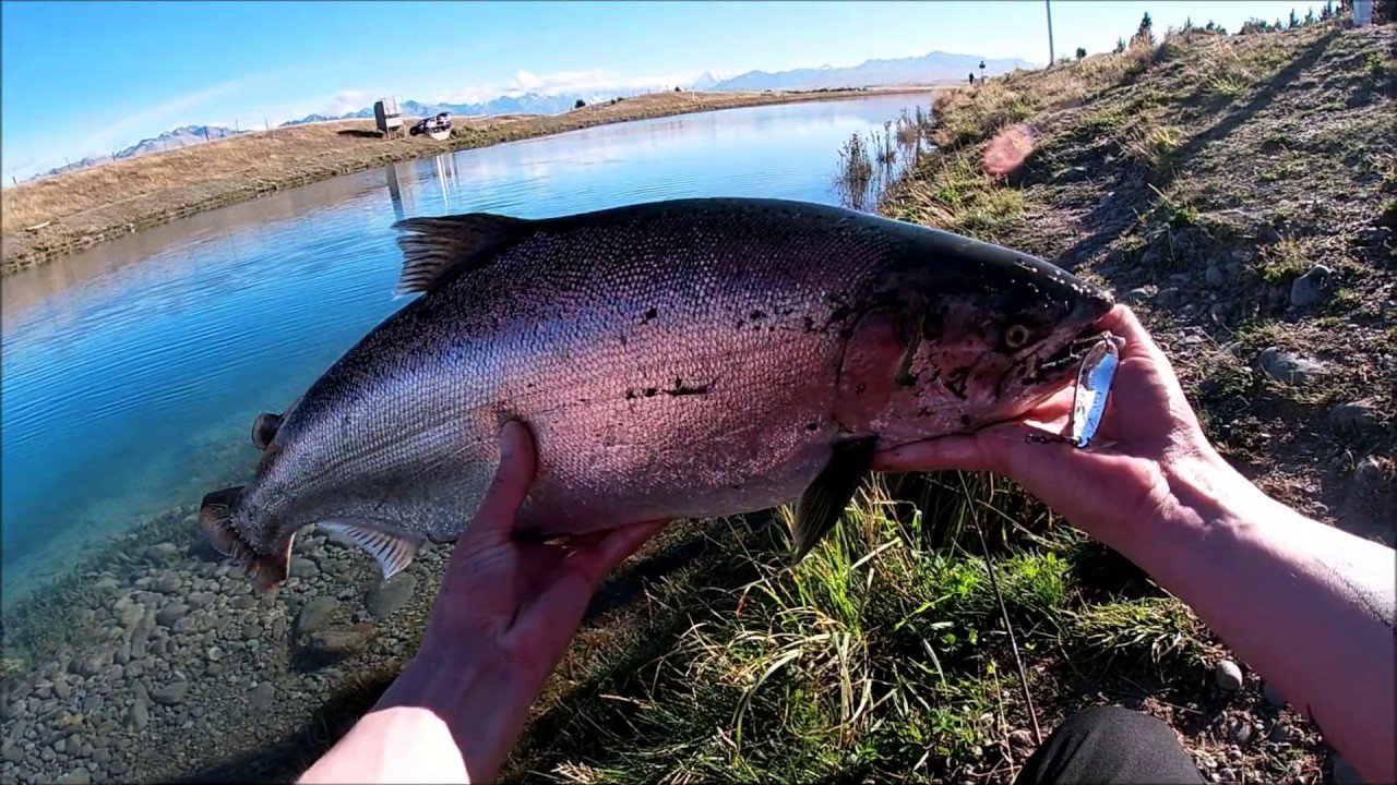 The Color PINK Gets CHINOOK SALMON Fired Up.. TEKAPO CANAL