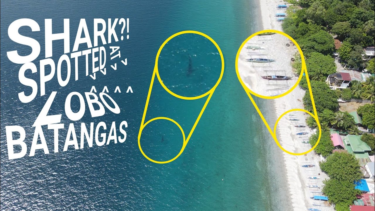 Shark spotted at Lobo Batangas on 13 September 2025